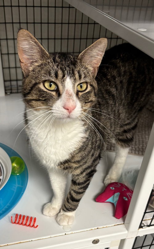 JASPURR - Domestic Short Hair available for adoption
