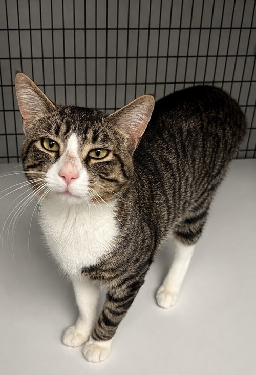 JASPURR - Domestic Short Hair available for adoption
