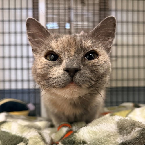 NIKKI - Domestic Short Hair available for adoption