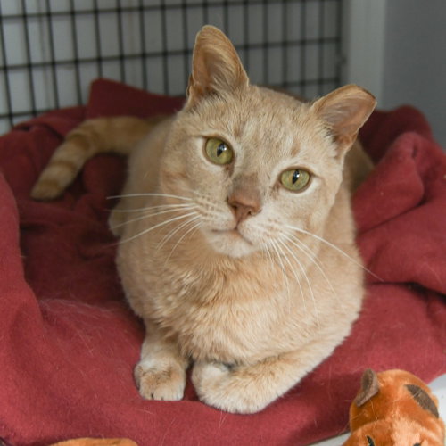 Butterball, an adoptable Domestic Short Hair in Lawrenceville, NJ