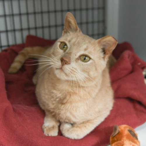 BUTTERBALL - Domestic Short Hair available for adoption