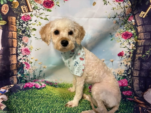 Celine, an adoptable Bichon Frise in Lawrenceville, NJ