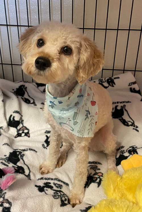 CELINE - Bichon Frise available for adoption