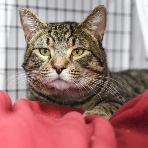 Silvio, an adoptable Domestic Short Hair in Lawrenceville, NJ