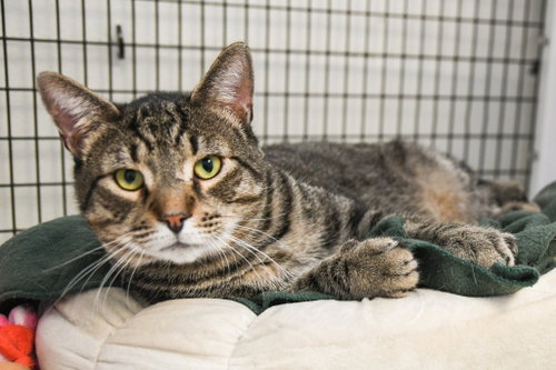 SILVIO - Domestic Short Hair available for adoption