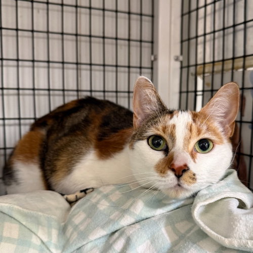 Mimi, Adult Calico, cat for adoption in New Brunswick, New Jersey