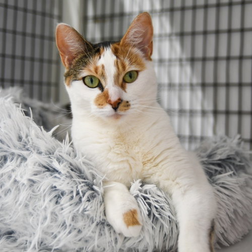 Mimi, an adoptable Calico in Lawrenceville, NJ