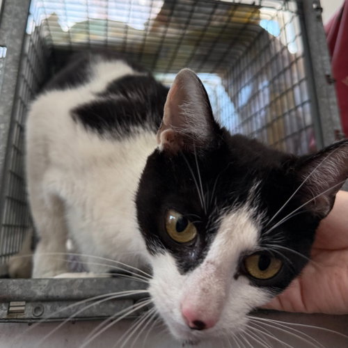 Adeline, an adoptable Domestic Short Hair in Lawrenceville, NJ