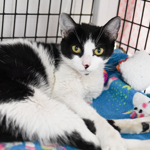 Adeline, Young Domestic Short Hair / Mixed, cat for adoption in New Brunswick, New Jersey