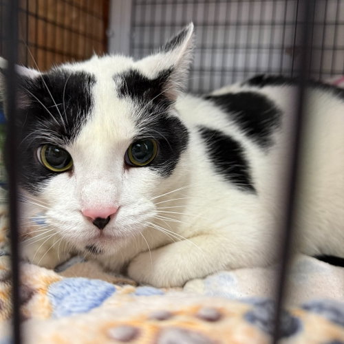 Selena, an adoptable Domestic Short Hair in Lawrenceville, NJ