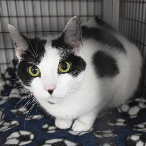Selena, Adult Domestic Short Hair / Mixed, cat for adoption in New Brunswick, New Jersey