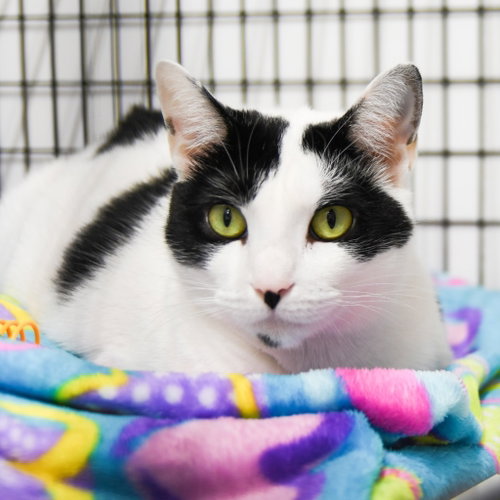 Selena, Adult Domestic Short Hair / Mixed, cat for adoption in Camden, New Jersey