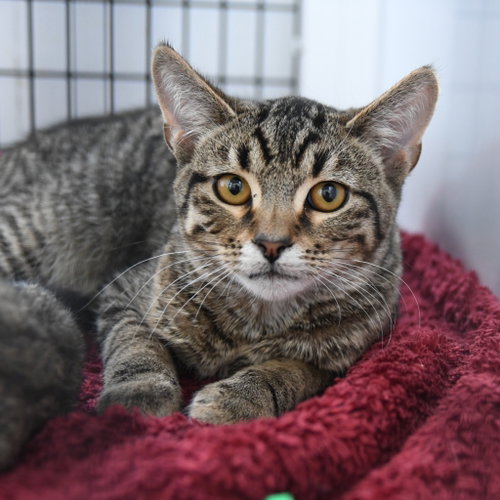 Earvin, Baby Domestic Short Hair / Mixed, cat for adoption in New Brunswick, New Jersey