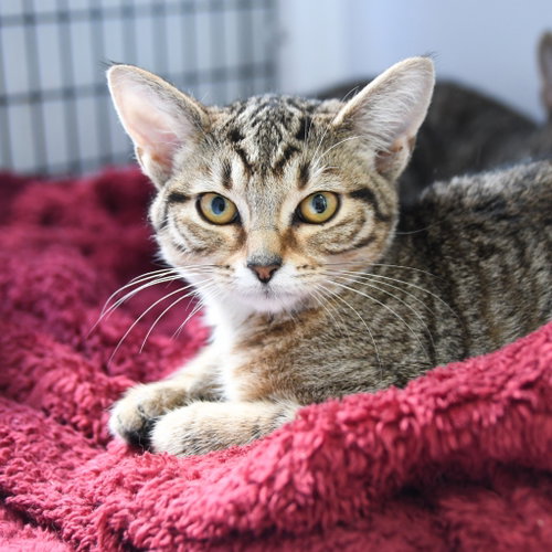 Wilena, Baby Domestic Short Hair / Mixed, cat for adoption in New Brunswick, New Jersey
