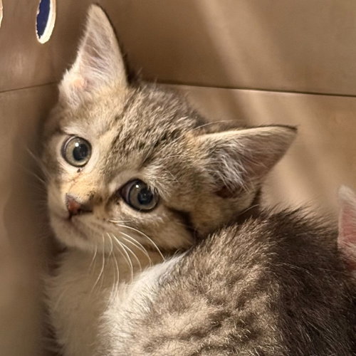Frenchie, an adoptable Domestic Short Hair in Lawrenceville, NJ