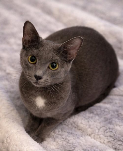 Cashmere, an adoptable Domestic Short Hair in Lawrenceville, NJ