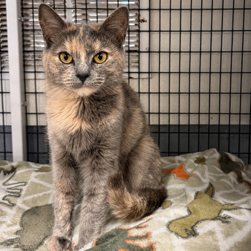 Nikki, Young Domestic Short Hair / Mixed, cat for adoption in New Brunswick, New Jersey
