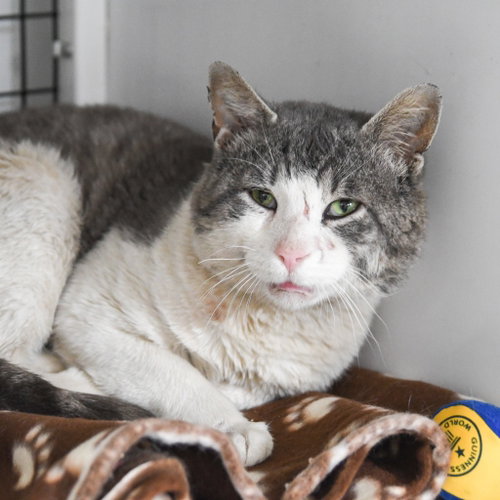 Leon, Adult Domestic Short Hair / Mixed, cat for adoption in New Brunswick, New Jersey