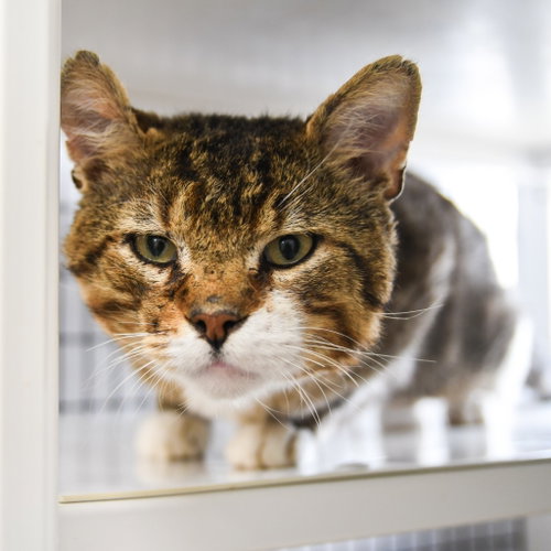 Chex, Adult Domestic Short Hair / Mixed, cat for adoption in New Brunswick, New Jersey