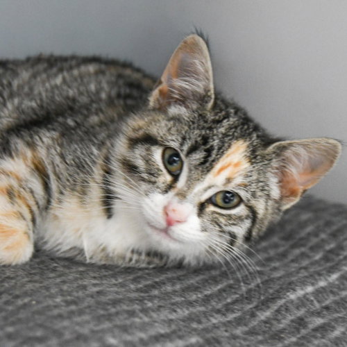 Annie Oakley, Baby Domestic Short Hair / Mixed, cat for adoption in Bayonne, New Jersey
