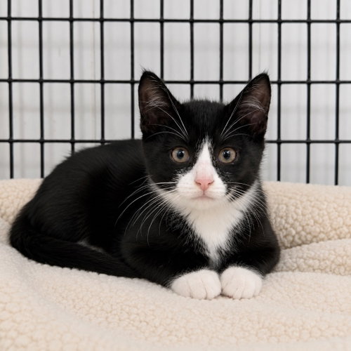 Roy Rodgers, Baby Domestic Short Hair / Mixed, cat for adoption in Perth Amboy, New Jersey