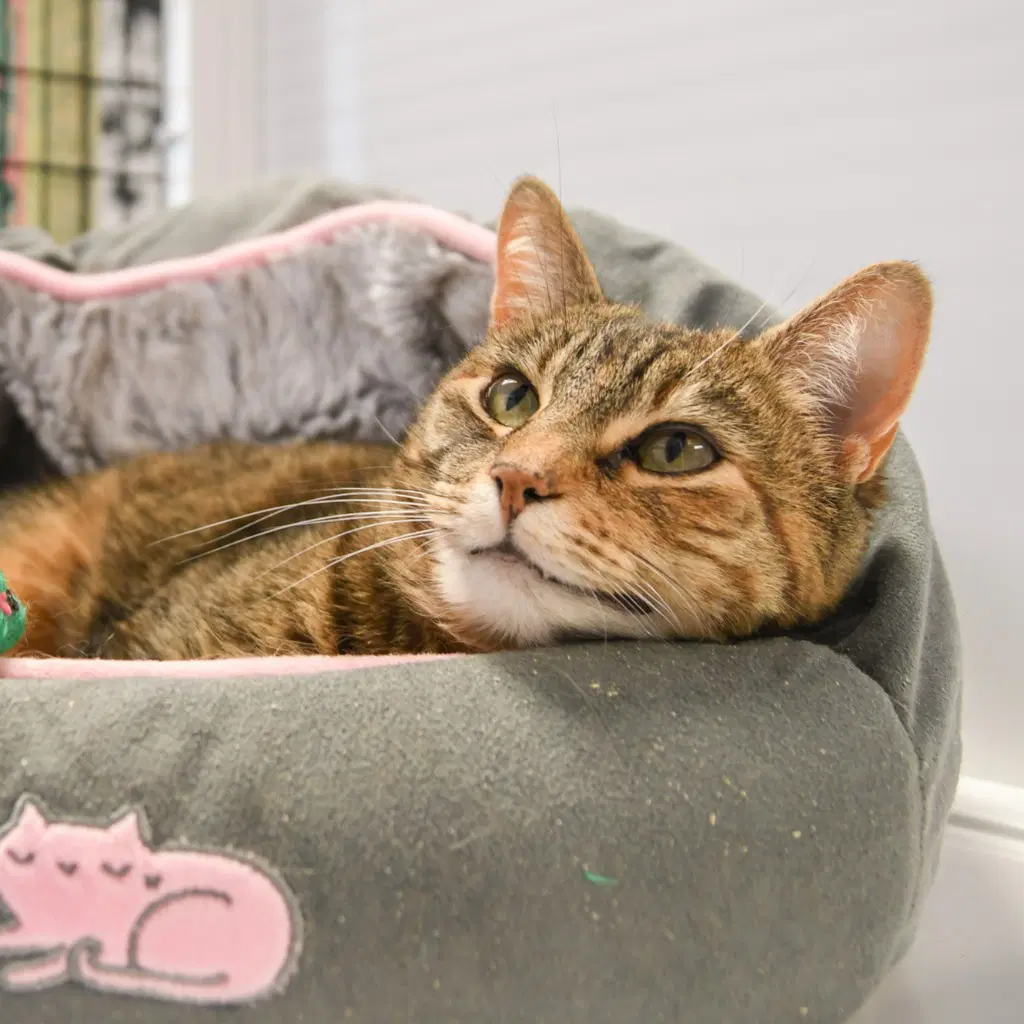 Tabitha - Domestic Short Hair