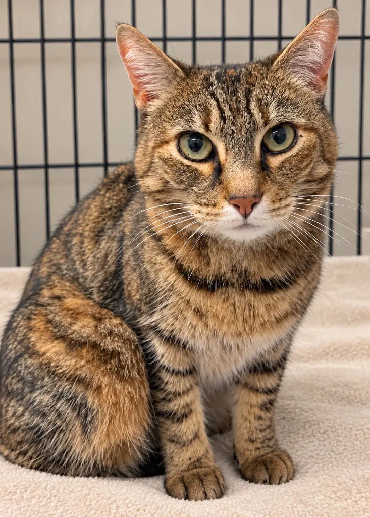 Tabitha - Domestic Short Hair