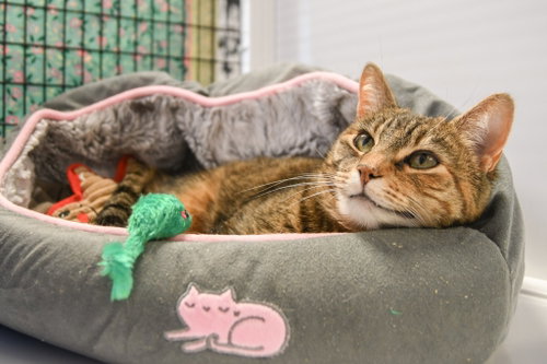 Photo 3 of Tabitha