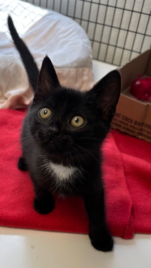 Niyx, Baby Domestic Short Hair / Mixed, cat for adoption in Bethlehem, Pennsylvania