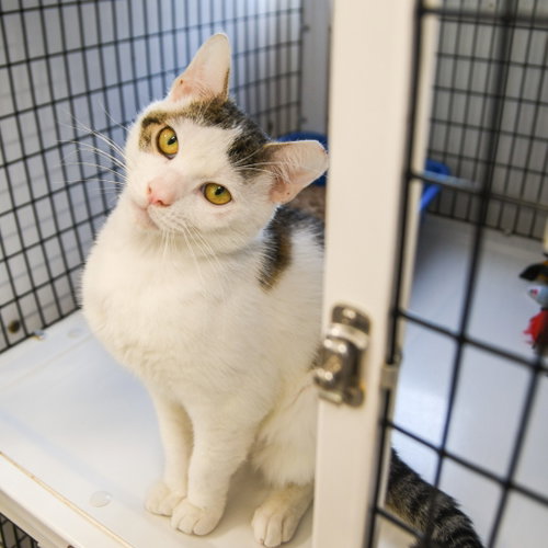 Rudy, Young Domestic Short Hair / Mixed, cat for adoption in Perth Amboy, New Jersey
