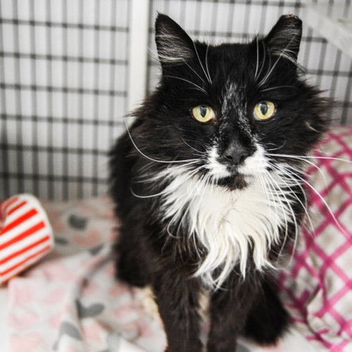 Merlin, Adult Domestic Long Hair / Mixed, cat for adoption in Elizabeth, New Jersey