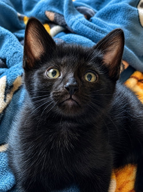 Merino, Baby Domestic Short Hair / Mixed, cat for adoption in Elizabeth, New Jersey
