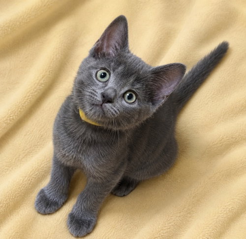 Satin, Baby Domestic Short Hair / Mixed, cat for adoption in Elizabeth, New Jersey