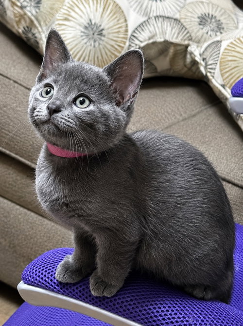 Chiffon, Baby Domestic Short Hair / Mixed, cat for adoption in Elizabeth, New Jersey