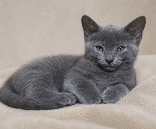 Chiffon, Baby Domestic Short Hair / Mixed, cat for adoption in Bethlehem, Pennsylvania