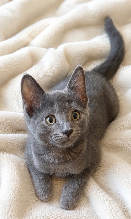 Serge, Baby Domestic Short Hair / Mixed, cat for adoption in Elizabeth, New Jersey