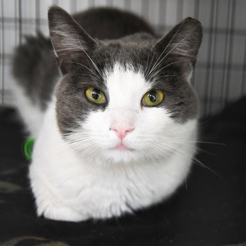 Gilbert, Young Domestic Short Hair / Mixed, cat for adoption in Perth Amboy, New Jersey
