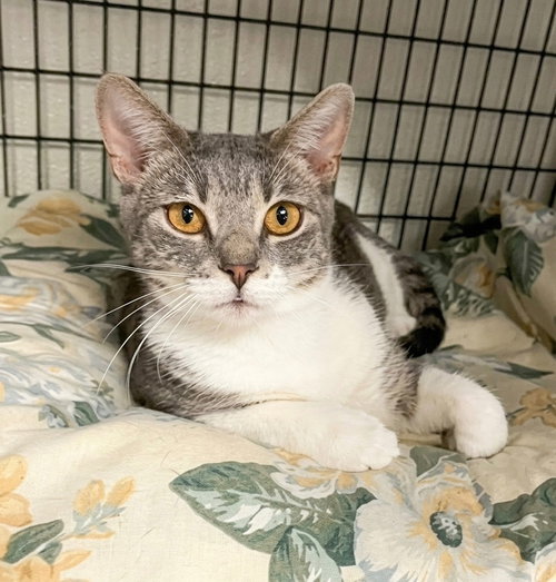 Ash, Young Domestic Short Hair / Mixed, cat for adoption in Perth Amboy, New Jersey