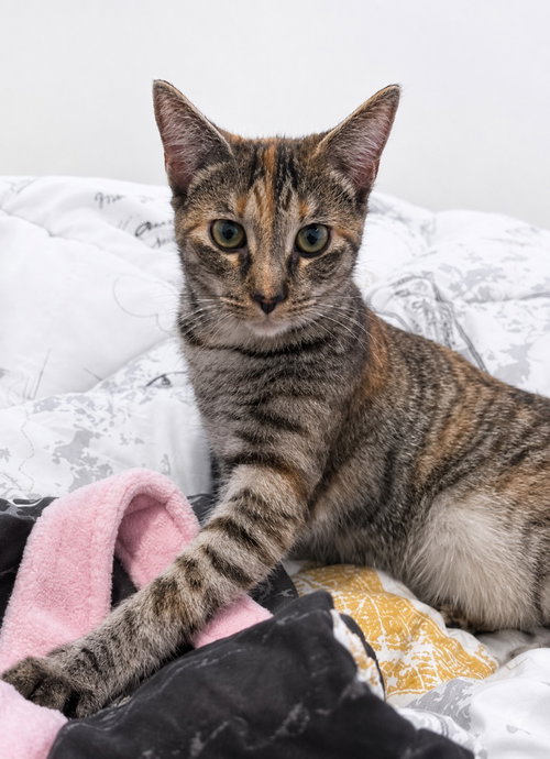 Layla, Young Domestic Short Hair / Mixed, cat for adoption in Camden, New Jersey
