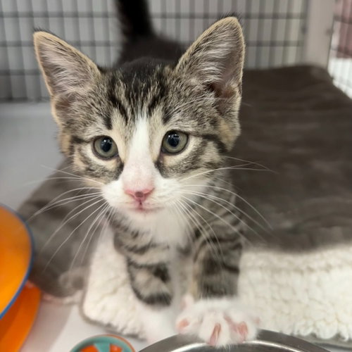 Fawn, Baby Domestic Short Hair / Mixed, cat for adoption in Perth Amboy, New Jersey