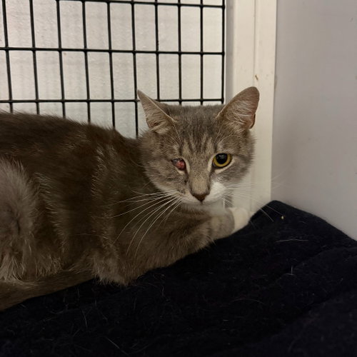 Doe, Adult Domestic Short Hair / Mixed, cat for adoption in Perth Amboy, New Jersey