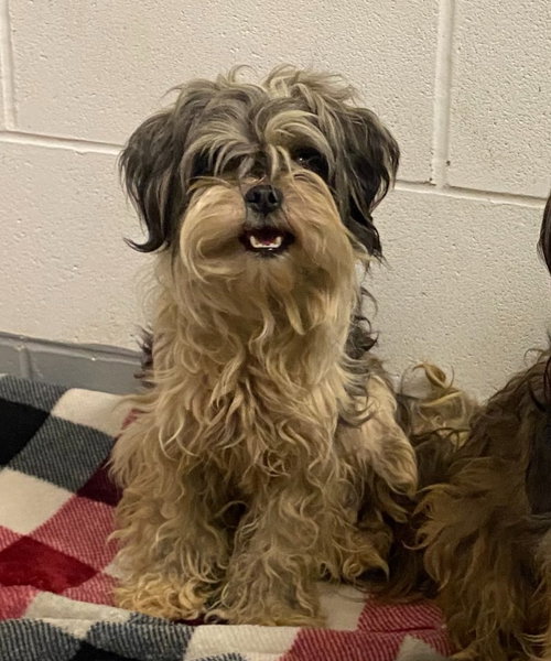 Lilo