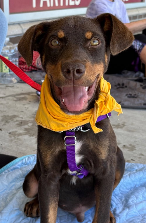 Ringo