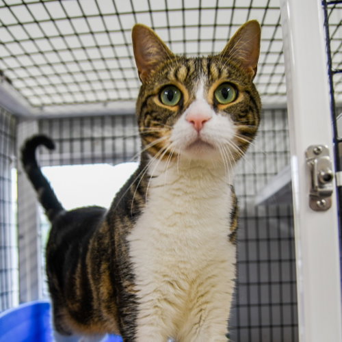 Milo, Adult Domestic Short Hair / Mixed, cat for adoption in Camden, New Jersey