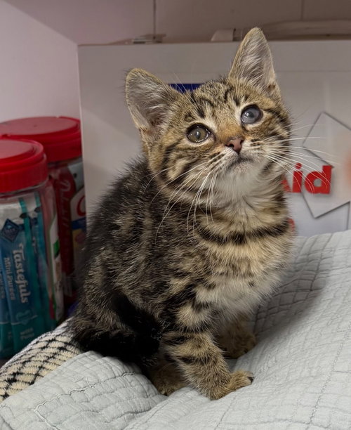 Petunia, Baby Domestic Short Hair / Mixed, cat for adoption in Perth Amboy, New Jersey
