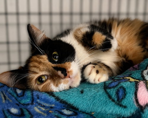 Felicity, Adult Domestic Medium Hair / Mixed, cat for adoption in Perth Amboy, New Jersey