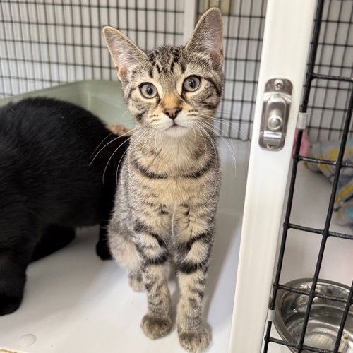 Rocky Road, Baby Domestic Short Hair / Mixed, cat for adoption in Perth Amboy, New Jersey