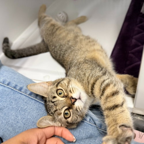 Maple Walnut, Baby Domestic Short Hair / Mixed, cat for adoption in Perth Amboy, New Jersey