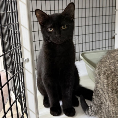 Brownie, Baby Domestic Short Hair / Mixed, cat for adoption in Perth Amboy, New Jersey