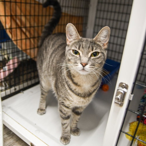 Cookie Dough, Adult Domestic Short Hair / Mixed, cat for adoption in Camden, New Jersey